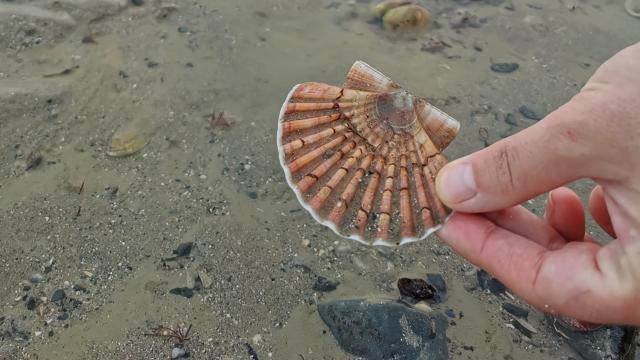 Coquille Saint Jacques Taille Non Reglementaire