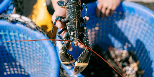 Lobster Chausey Archipelago Granville