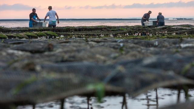 ROMAIN LENFANT ET SA SOEUR SARAH CULTIVENT DES MOULES DE BOUCHOT ET DES HUITRES. BRICQUEVILLE, NORMANDIE, FRANCE , SEPTEMBRE 2016.