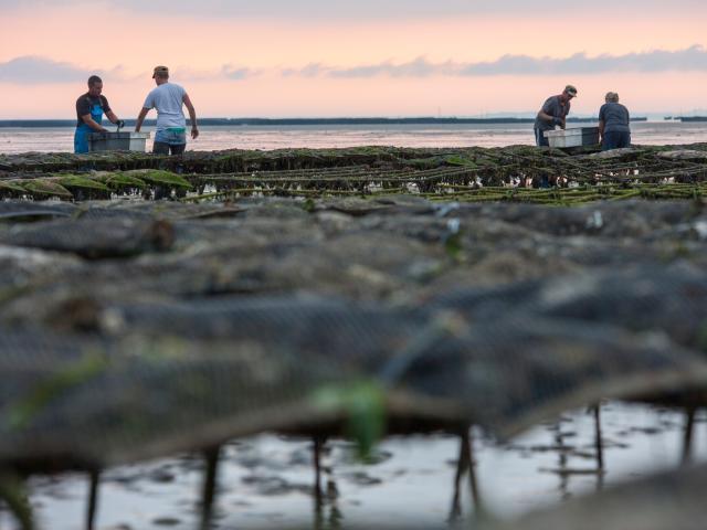 ROMAIN LENFANT ET SA SOEUR SARAH CULTIVENT DES MOULES DE BOUCHOT ET DES HUITRES. BRICQUEVILLE, NORMANDIE, FRANCE , SEPTEMBRE 2016.