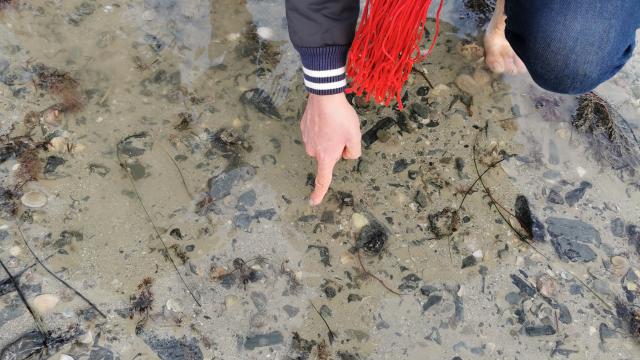 Technique douce de la pêche à la marque