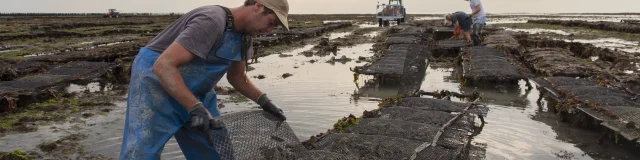 ROMAIN LENFANT ET SA SOEUR SARAH CULTIVENT DES MOULES DE BOUCHOT ET DES HUITRES. BRICQUEVILLE, NORMANDIE, FRANCE , SEPTEMBRE 2016.