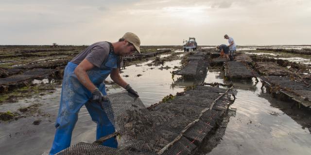 ROMAIN LENFANT AND HIS SISTER SARAH GROW BOUCHOT MUSSELS AND OYSTERS. BRICQUEVILLE, NORMANDY, FRANCE , SEPTEMBER 2016.