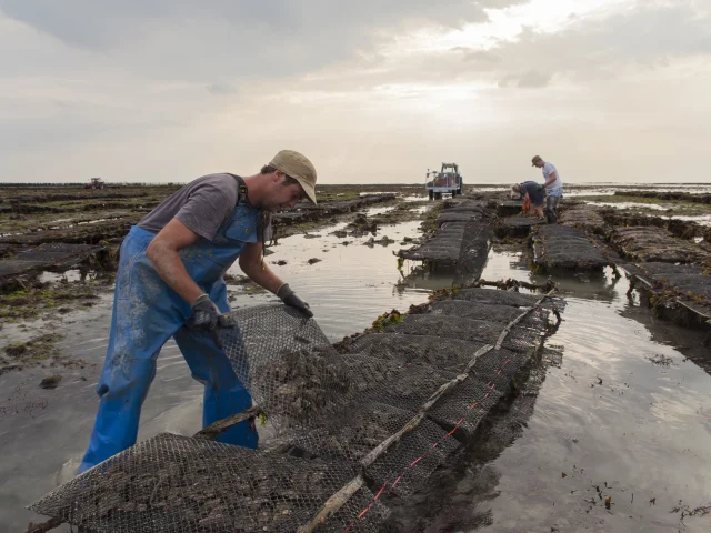 ROMAIN LENFANT ET SA SOEUR SARAH CULTIVENT DES MOULES DE BOUCHOT ET DES HUITRES. BRICQUEVILLE, NORMANDIE, FRANCE , SEPTEMBRE 2016.