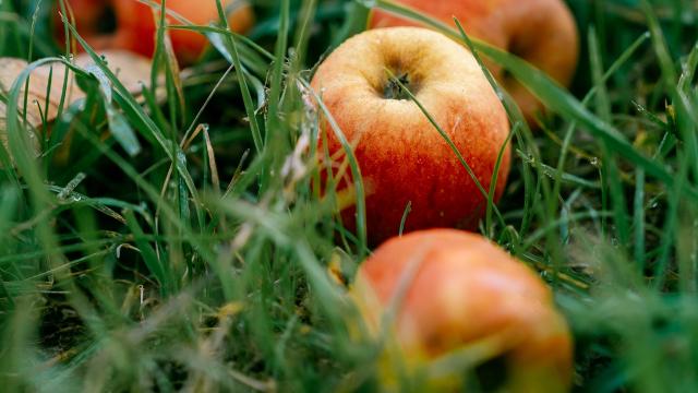 Apples from Château de Chanteloup