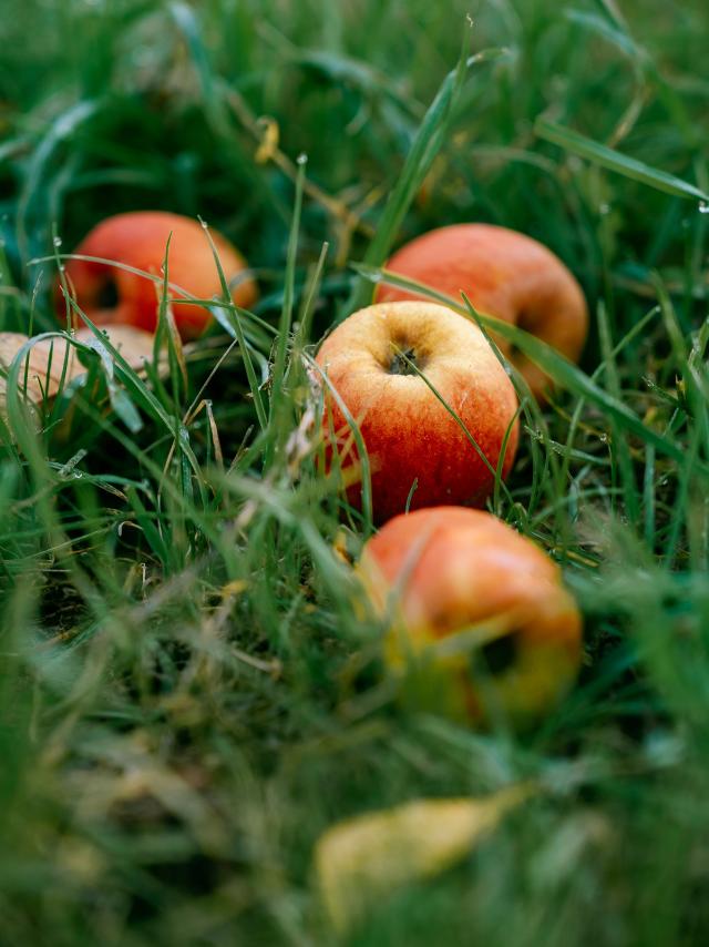 Apples from Château de Chanteloup