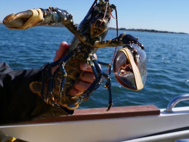 Lobster De L'Archipel De Chausey