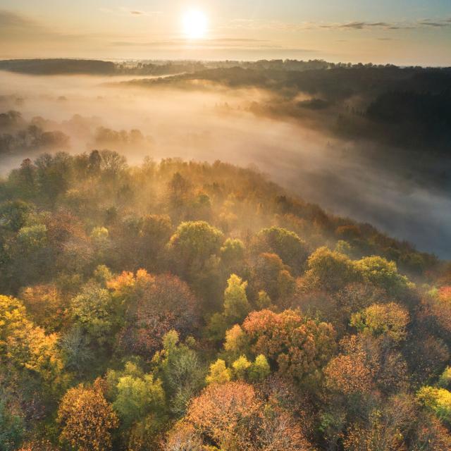 Lever de soleil sur la forêt de La Lucerne