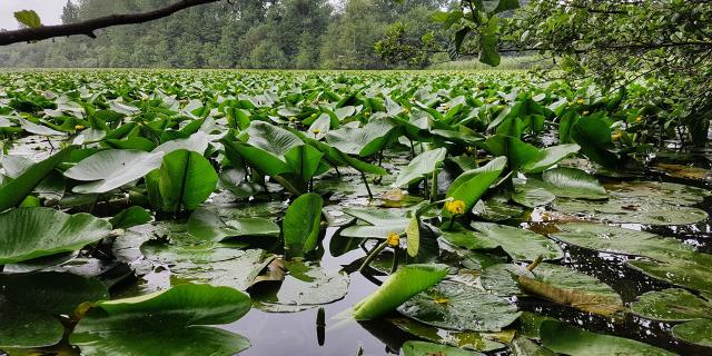 Seerosen im Teich von Bouillon in Jullouville