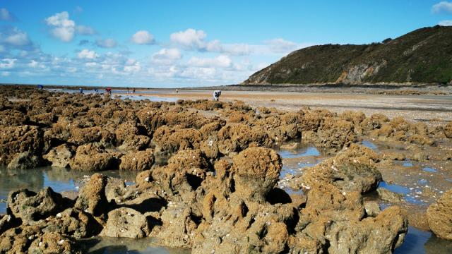 The hermella reef at Champeaux is Europe's largest hermella reef.