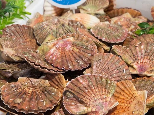 Les Coquilles Saint Jacques Credit Otgtm Philippe Fauvel 19551 1920px 1