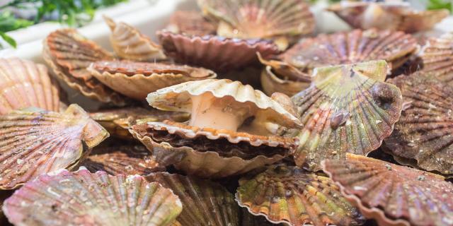 Les Coquilles Saint Jacques Credit Otgtm Philippe Fauvel 19551 1920px