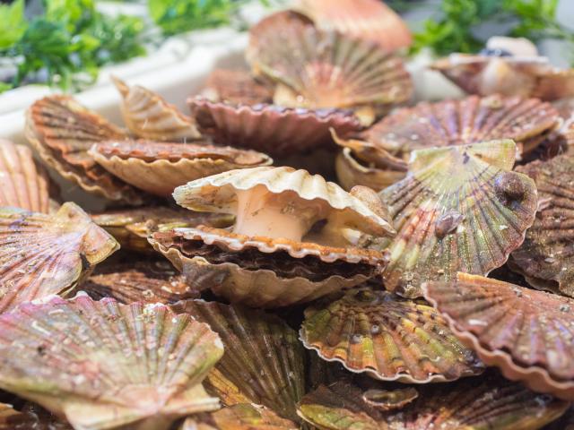 Les Coquilles Saint Jacques Credit Otgtm Philippe Fauvel 19551 1920px