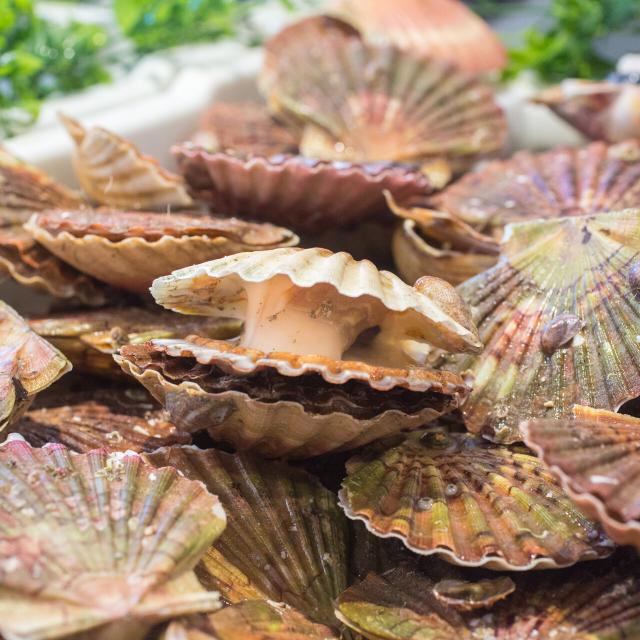 Les Coquilles Saint Jacques Credit Otgtm Philippe Fauvel 19551 1920px