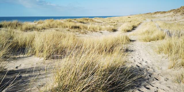 Les dunes de Bréville-sur-Mer, site naturel protégé