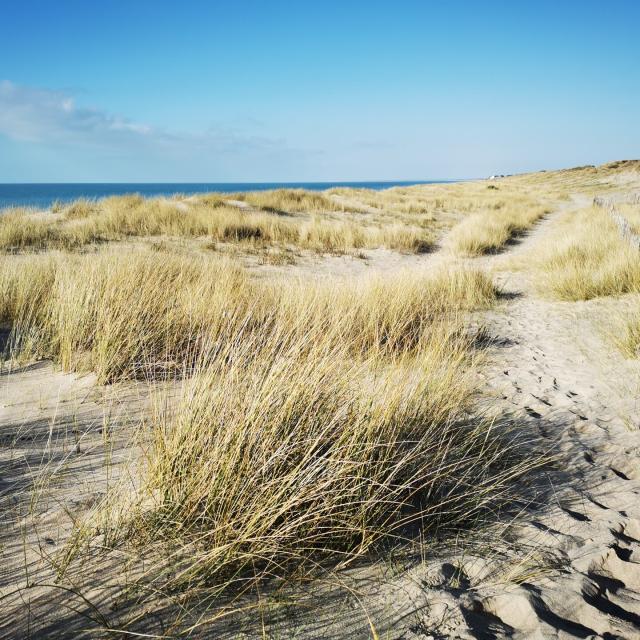 Les dunes de Bréville-sur-Mer, site naturel protégé