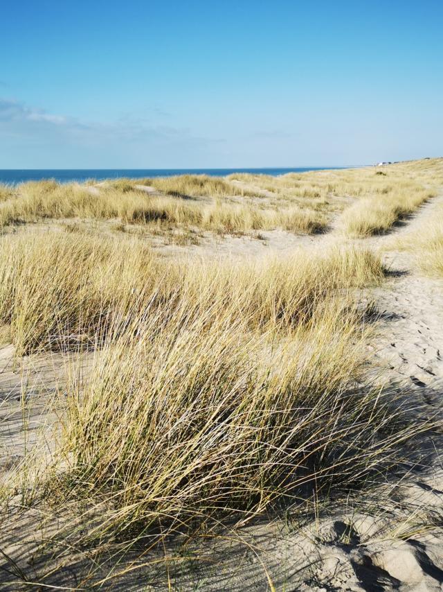 Les dunes de Bréville-sur-Mer, site naturel protégé