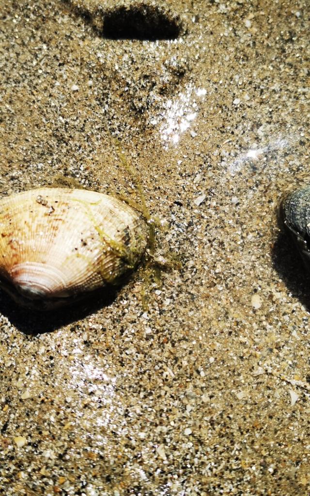 Venusmuscheln Auf Sand