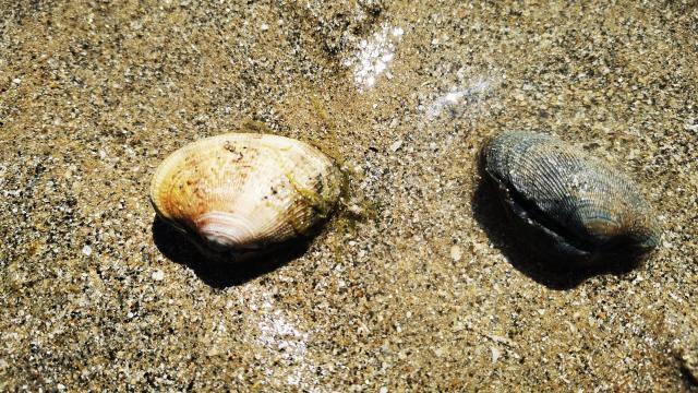 Palourdes Posees Sur Le Sable