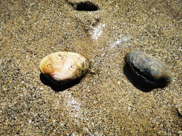 Palourdes Posees Sur Le Sable