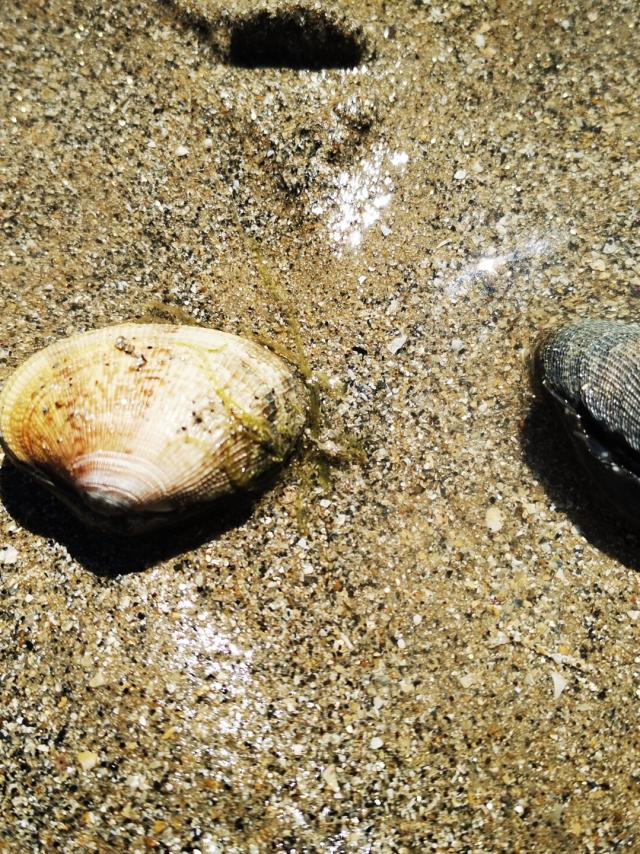 Palourdes Posees Sur Le Sable