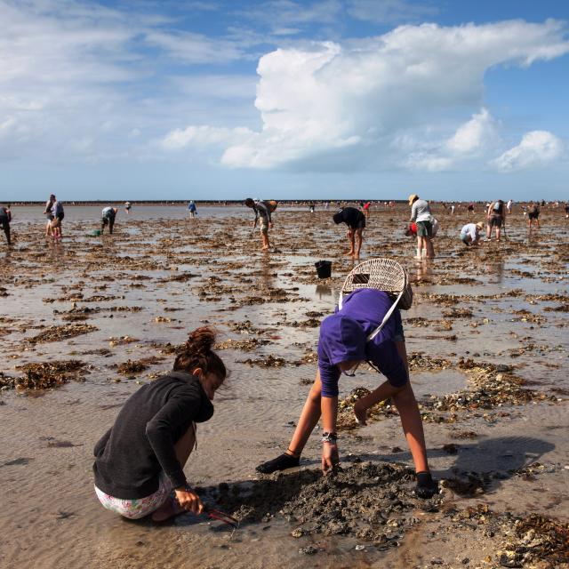 CLAM DIGGING ON THE FORESHORE OF SAINT MARTIN DE BRÉHAL BEACH DURING A HIGH AUGUST TIDE. BRÉHAL, NORMANDY, FRANCE. AUGUST 2016.