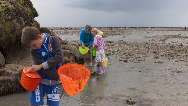 Clam digging