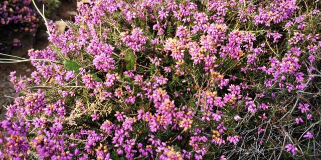 Flowering vegetation in the Lude valley