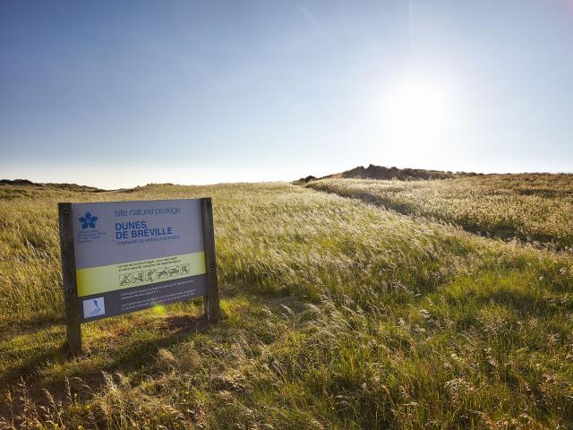 Les dunes de Bréville-sur-Mer, site naturel protégé