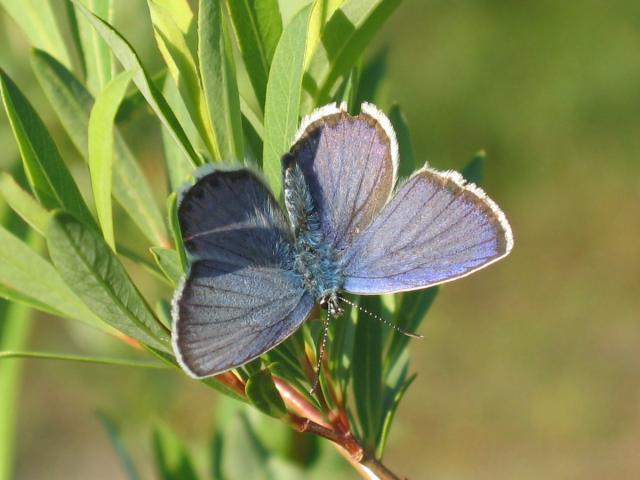 La lande tourbeuse des Cent Vergées abrite des espèces de papillon très rares, comme l’Azuré du genêt