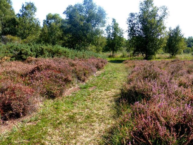 La lande tourbeuse des Cent Vergées est composée de bruyères et d’ajoncs qui selon la saison se parent de couleurs pourpre et or