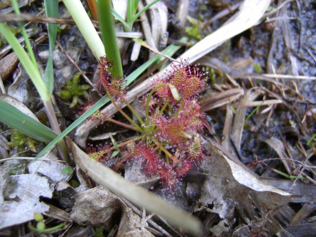 Plante insectivore, de 2 à 5 cm de diamètre, le Rossolis à feuilles rondes (Drosera rotundifolia) fait partie des espèces les plus remarquables que l'on peut observer dans la lande tourbeuse des Cent Vergées