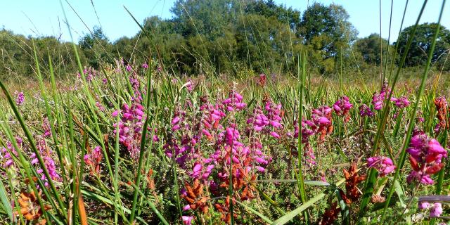 Végétation en fleurs dans la lande tourbeuse des Cent Vergées