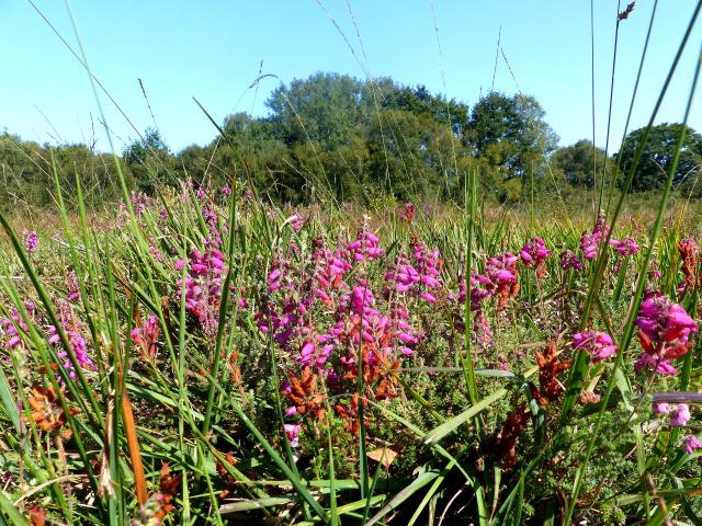 Végétation en fleurs dans la lande tourbeuse des Cent Vergées