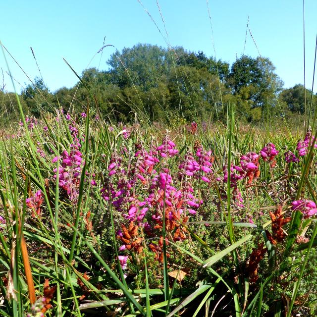 Végétation en fleurs dans la lande tourbeuse des Cent Vergées