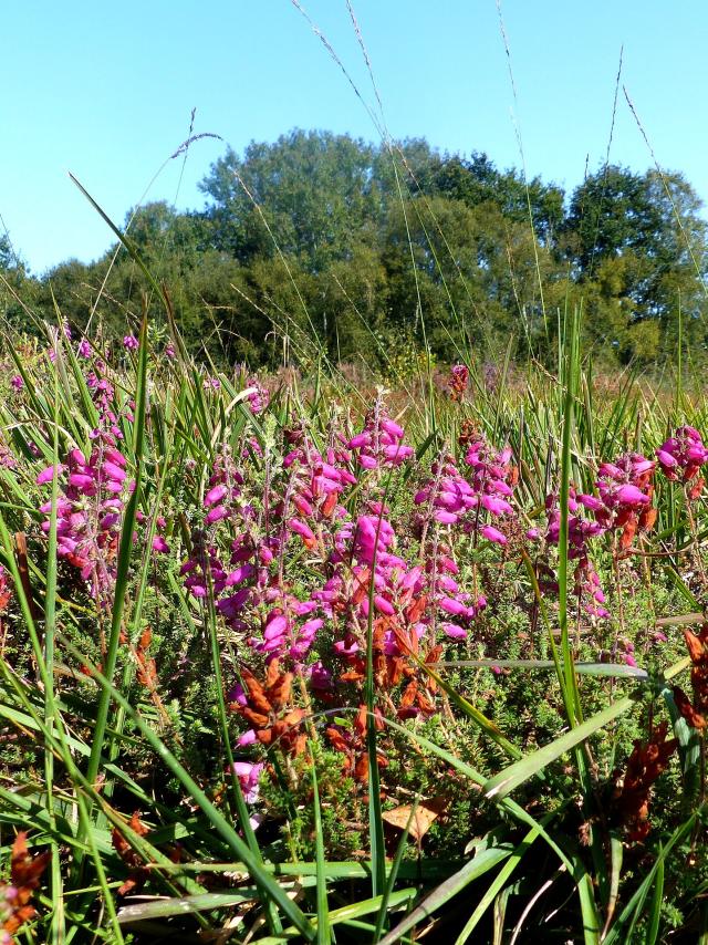 Végétation en fleurs dans la lande tourbeuse des Cent Vergées