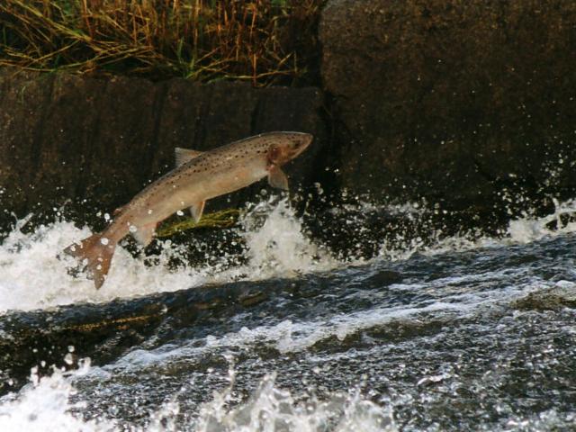 La qualité piscicole de l'Airou, lui permet de produire environ 40% des Saumons Atlantique du bassin de la Sienne