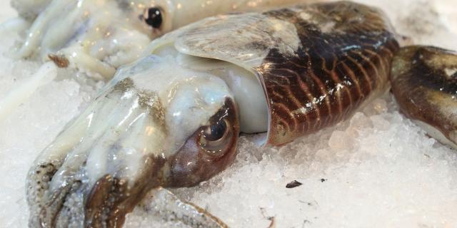 Margate cuttlefish