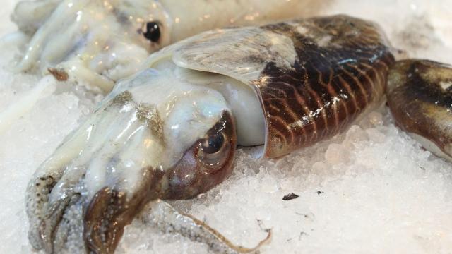 Margate cuttlefish