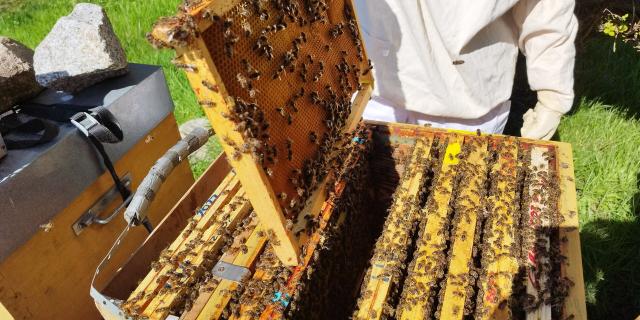 Apiculture Les Ruches De Jacky Lebon