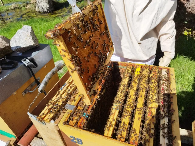 Apiculture Les Ruches De Jacky Lebon