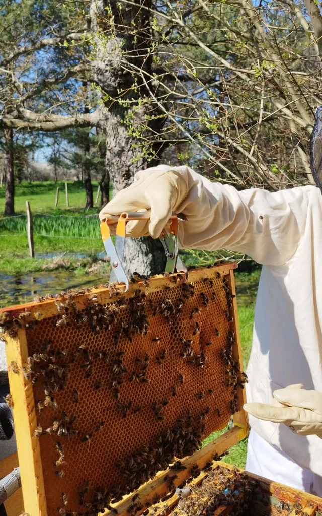 Apiculture Les Ruches De Jacky Lebon