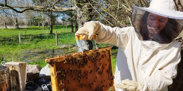 Apiculture Les Ruches De Jacky Lebon