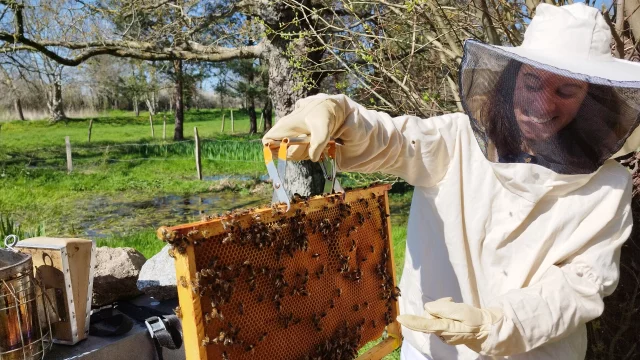 Apiculture Les Ruches De Jacky Lebon