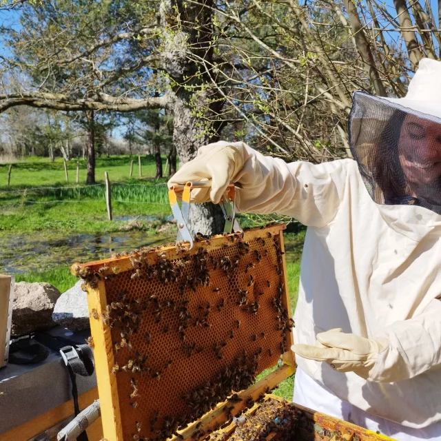 Apiculture Les Ruches De Jacky Lebon