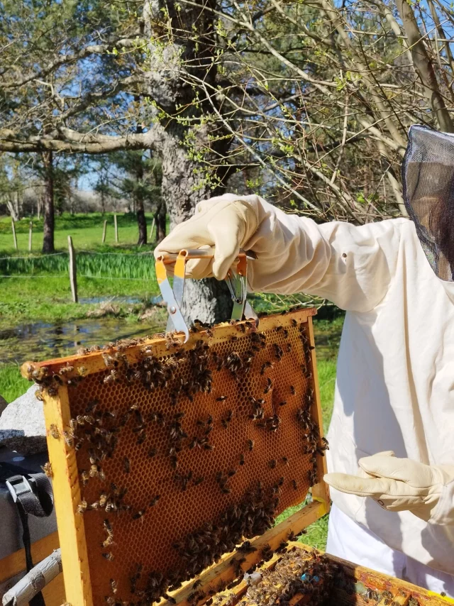 Bienenzucht Die Bienenstöcke Von Jacky Lebon Credit Otgtm Jacky Lebon 36914 1920px