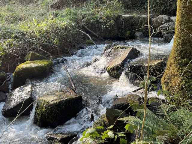 Expérience Sophro Balade dans la forêt de La Lucerne