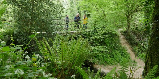 Expérience Sophro Balade dans la forêt de La Lucerne