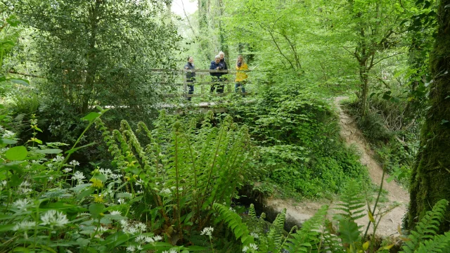 Expérience Sophro Balade dans la forêt de La Lucerne