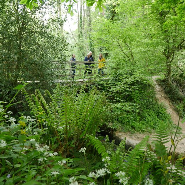 Expérience Sophro Balade dans la forêt de La Lucerne